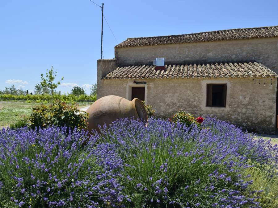 Wijnhuizen in D.O. Manchuela Cuenca Albacete