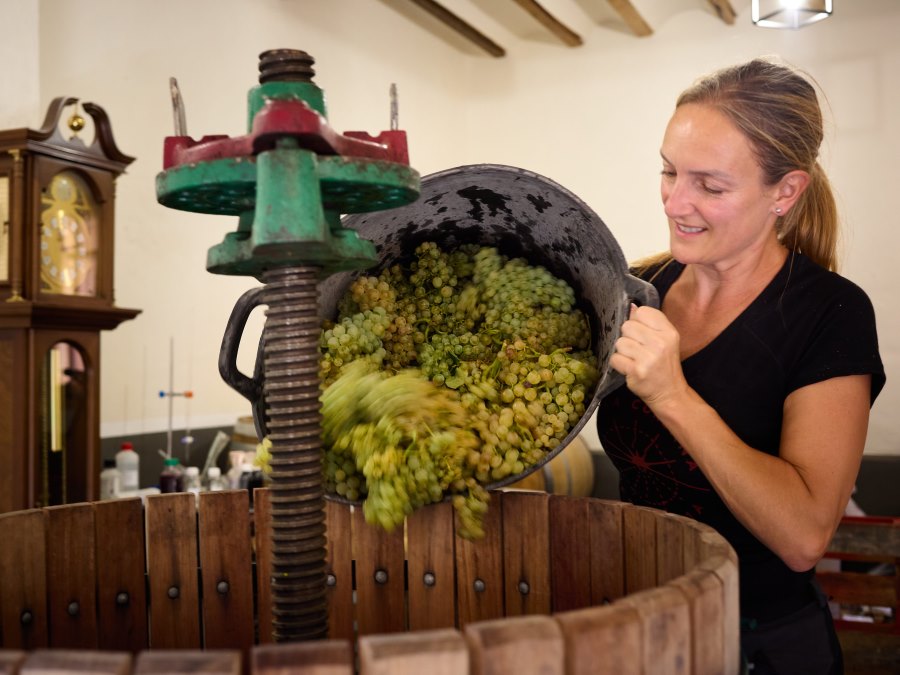 Vendimia Elena Corzana