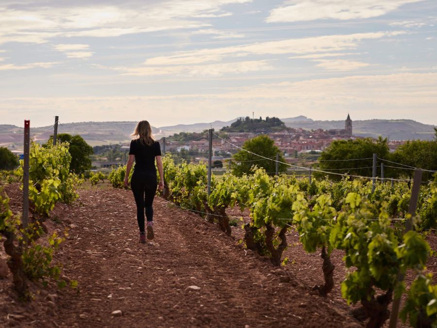 Viñedo Elena Corzana