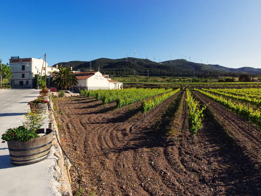 Wijnhuizen in D.O. Terra Alta Tarragona