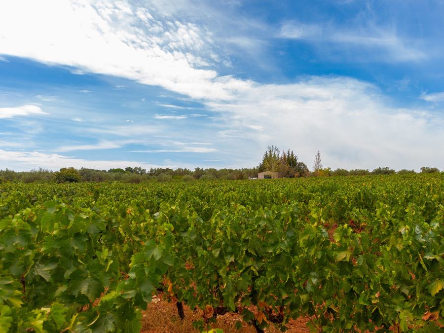 Viñedos Bodegas Regajo