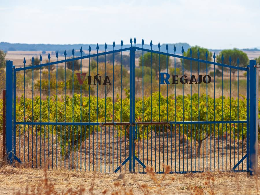 Entre Viñas y Sabores de Otoño Bodegas Regajo 2025