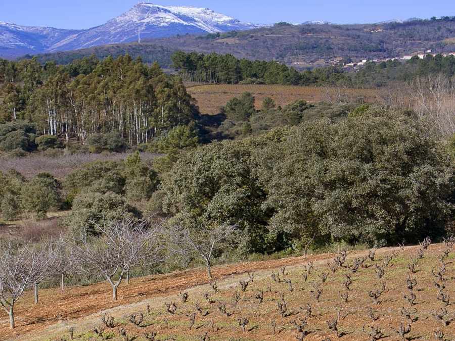 Logotipo Viñedos y Bodegas La Zorra