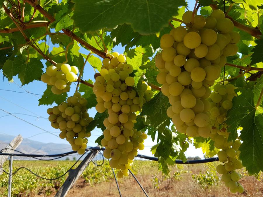 Vendimia en Cortijo El Cura