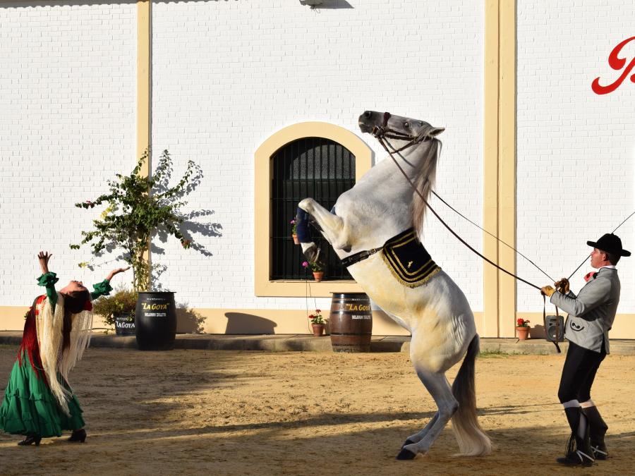 Espectáculo ecuestre