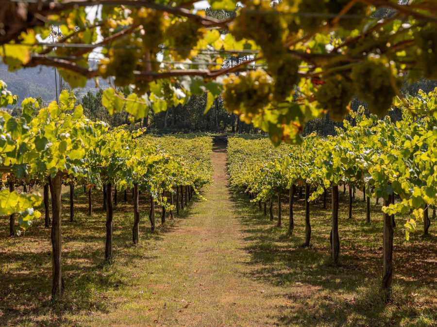 Viñedos Bodegas Paco y Lola