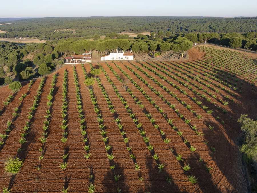 Bodega La Viña del Abuelo