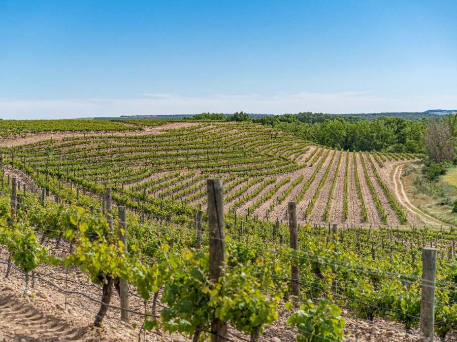 Viñedo Bodegas Pandora