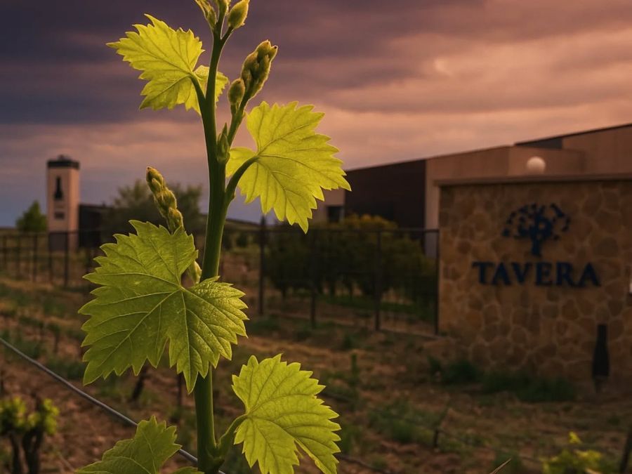 Logotipo Bodegas Tavera