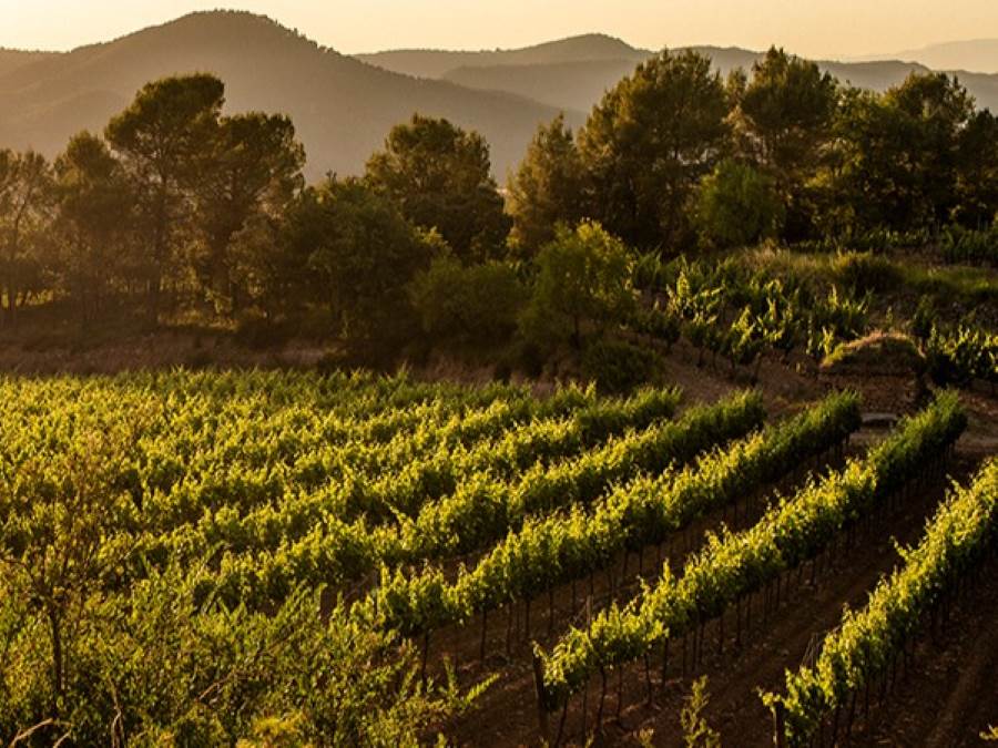 Wijnhuizen in Pla de Bages Barcelona