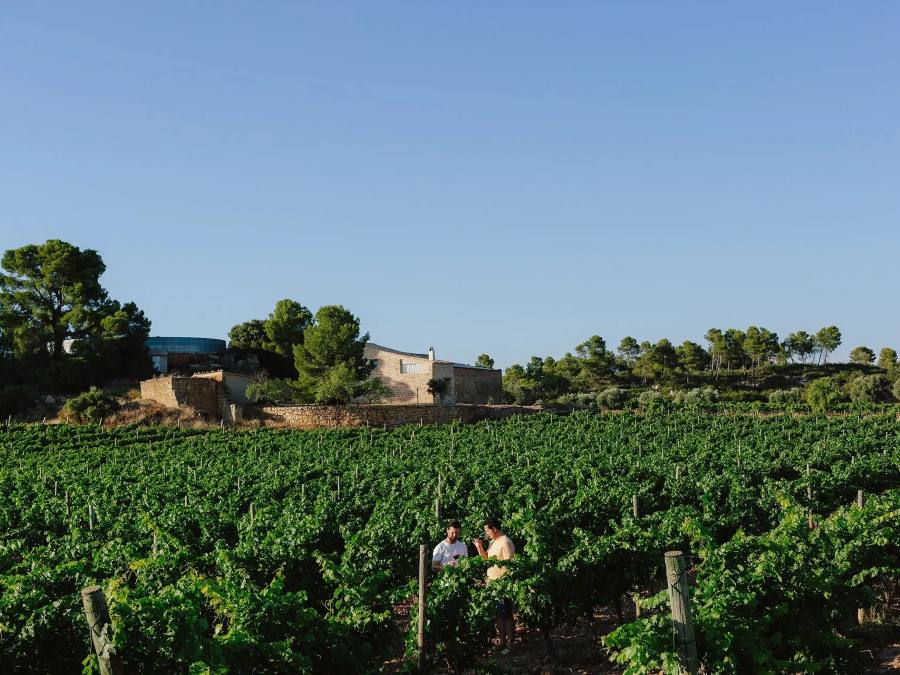 Logotipo Bodega Mas de Torubio