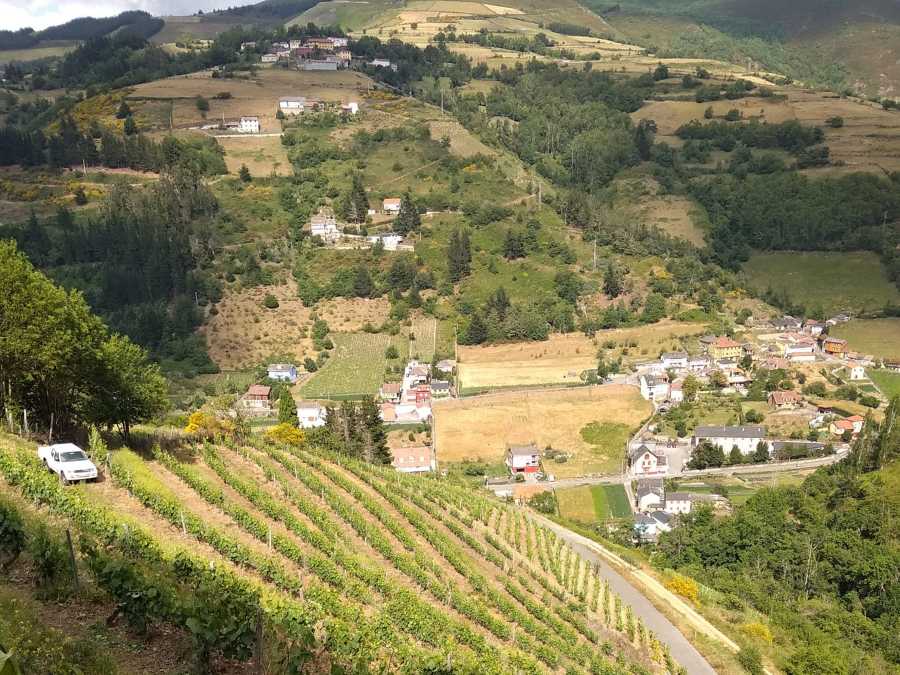 Logotipo Bodega Las Danzas