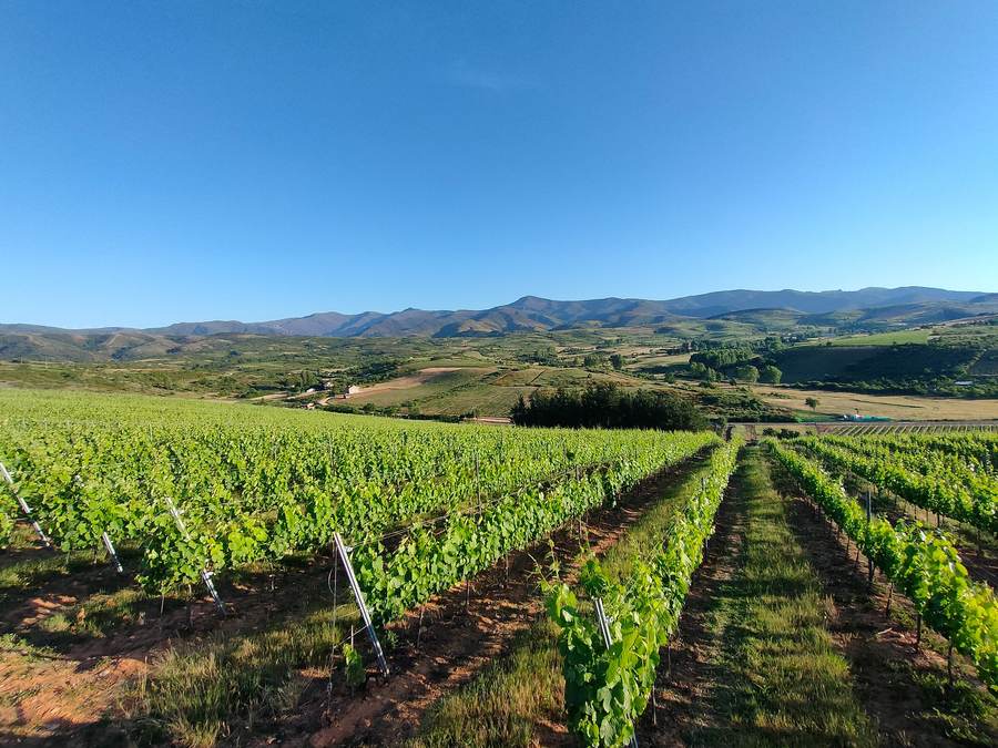 Viñedo Heredad Morán López El Bierzo Ponferrada
