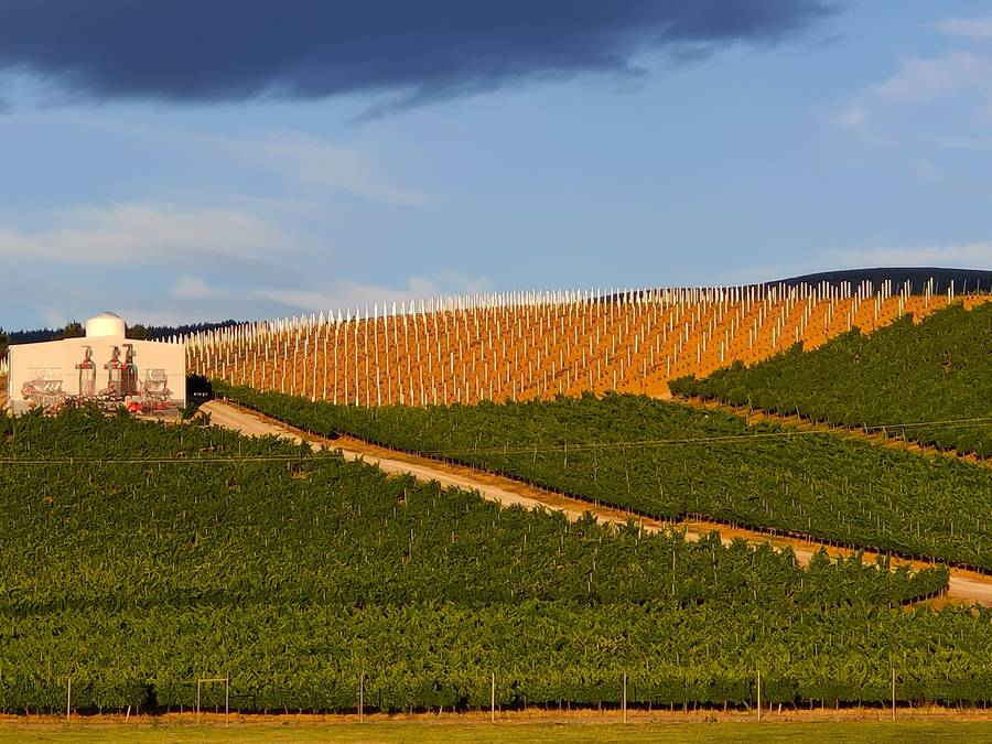 Logotipo Bodega Heredad Morán & López