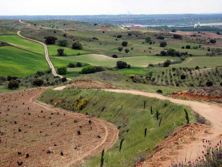 Viñedos centenarios Menchaca Wines El Molar Madrid