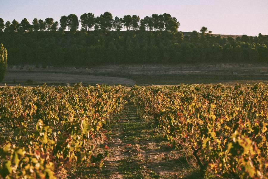 viñedos bodegas tovar