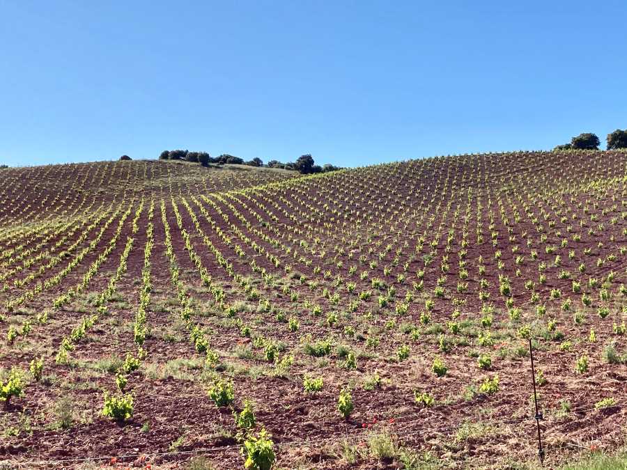 Viñedos Pago de la Boticaria