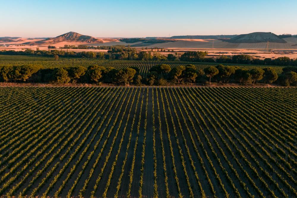 Vinos de Pago Castilië en León