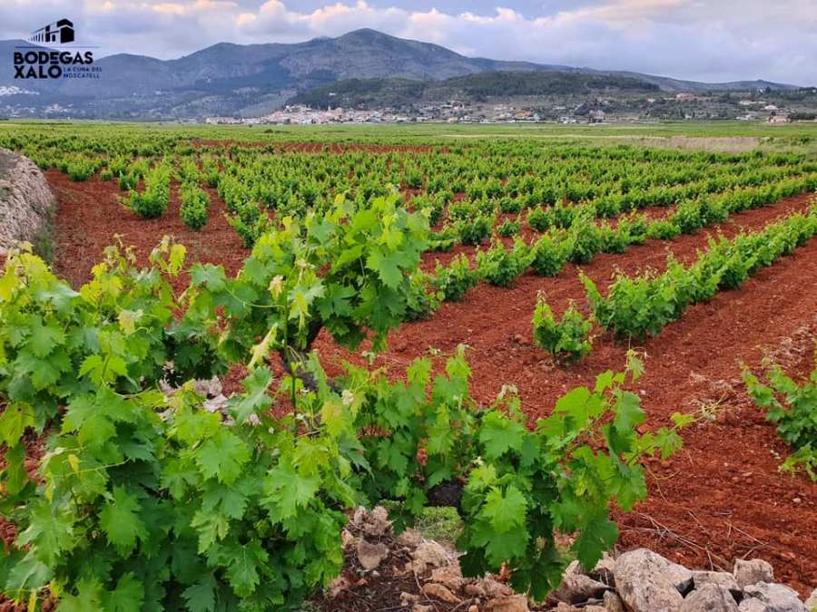 vinedos Xaló