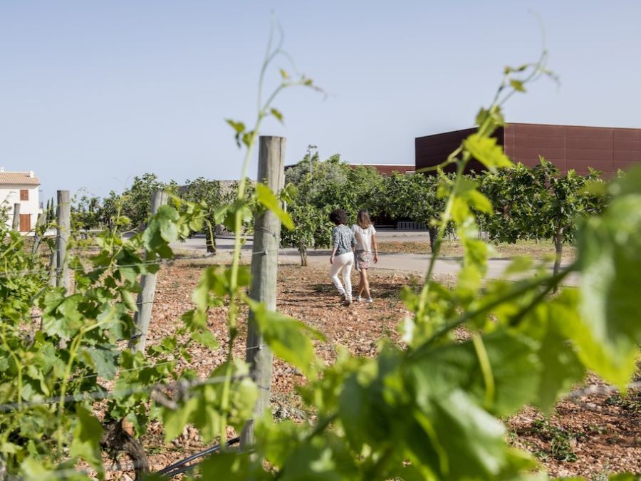 Experiencia Enoturismo Tianna Negre