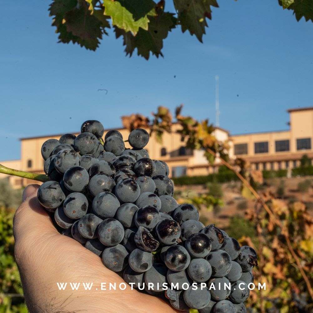 Finca La Estacada Celebra el final de la Vendimia con Resultados Excepcionales