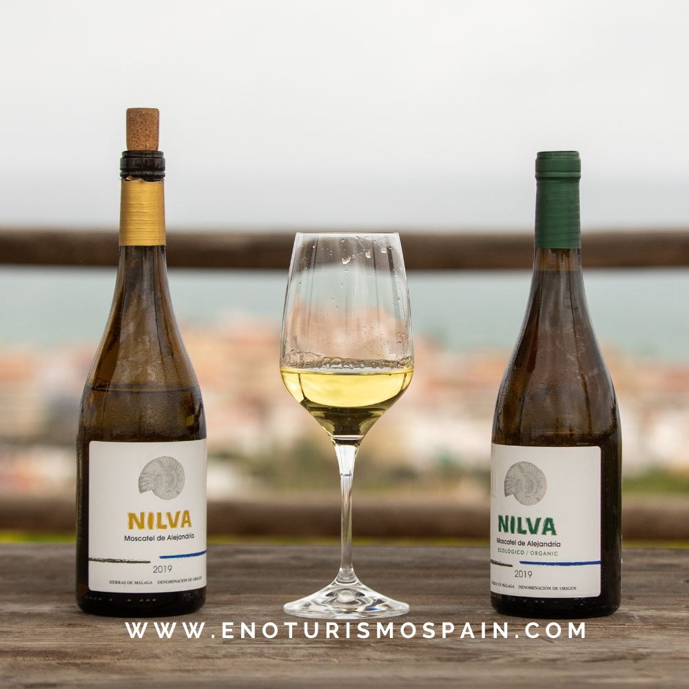 Argimiro Martínez recibe el Premio Málaga No Filoxera 2025