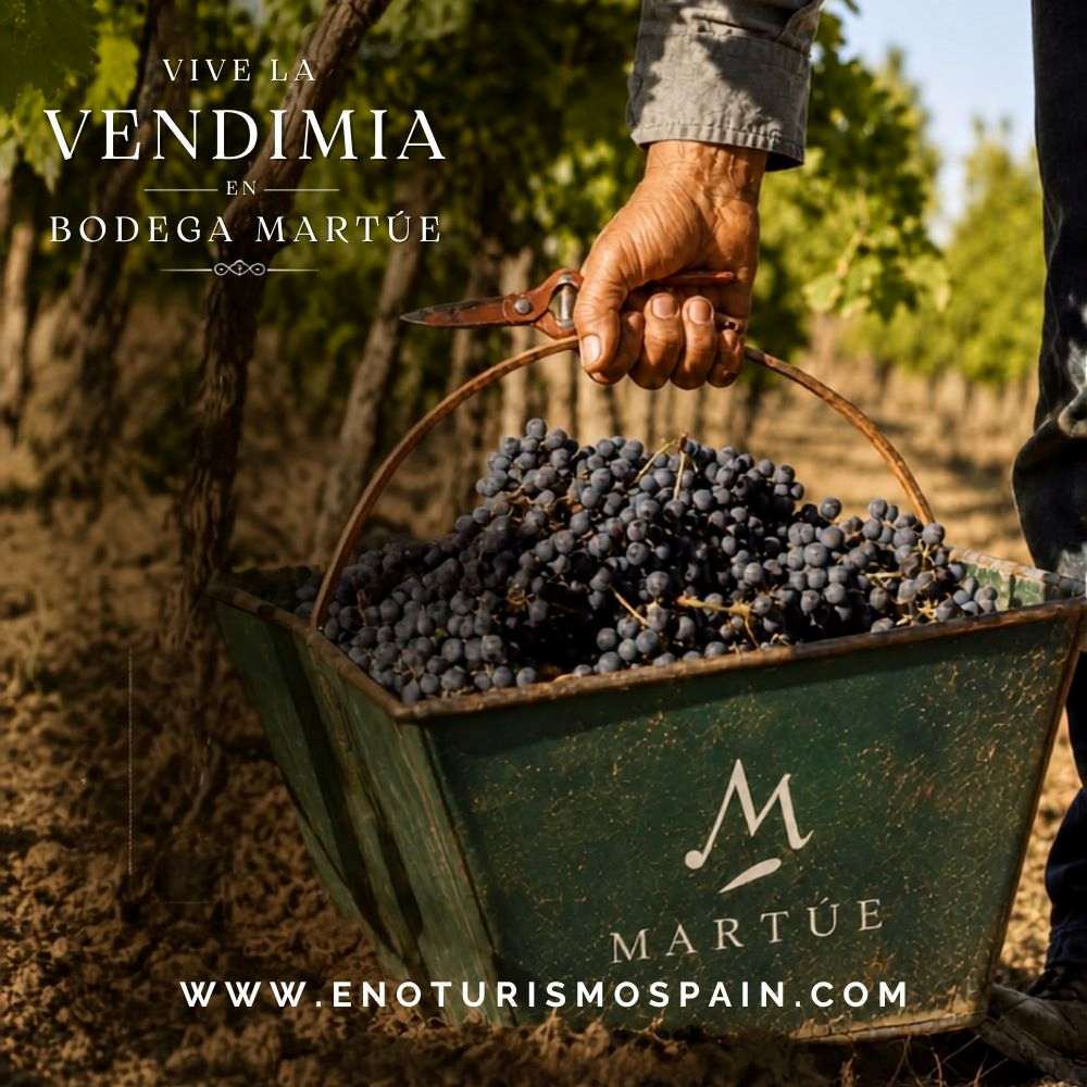 Vendimia en Bodega Martúe (Toledo): cata de uvas, picnic y degustación de vinos