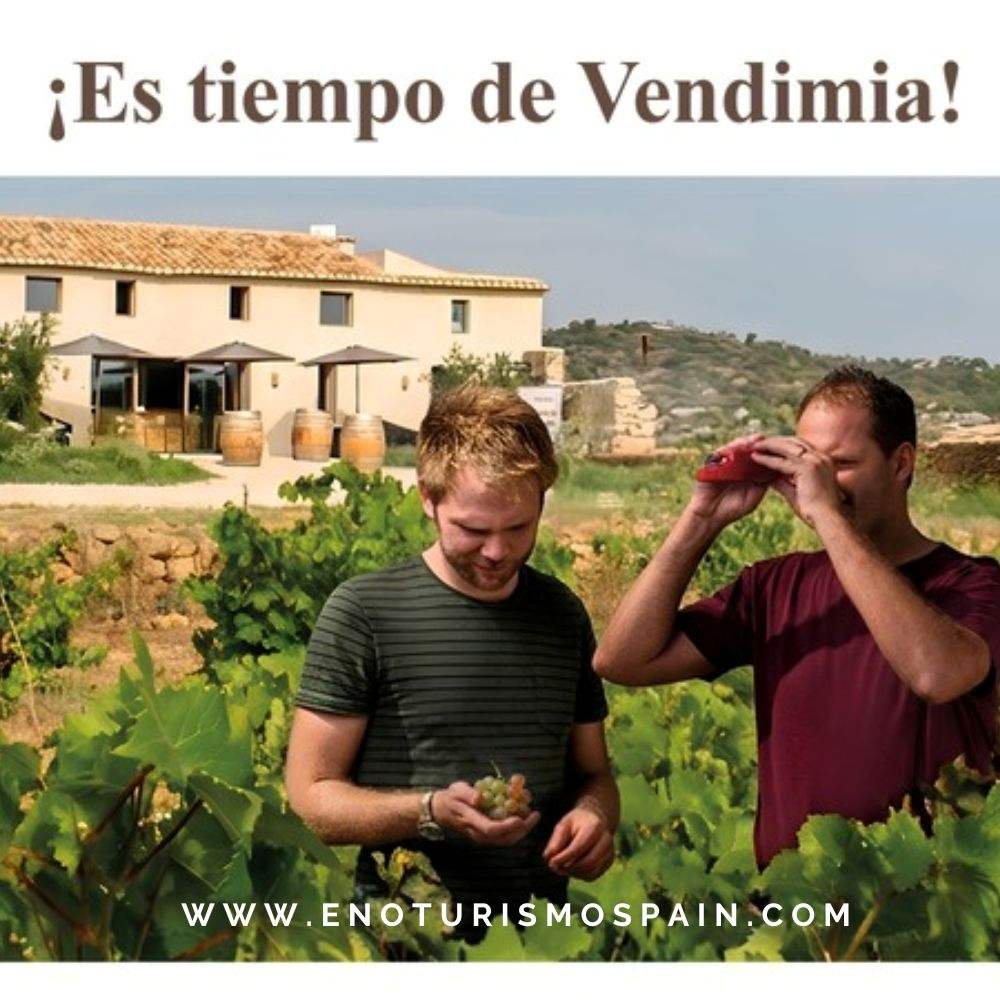 Plan de vendimia en Alicante: viñedo, picnic y cata en Bodegas Trenza