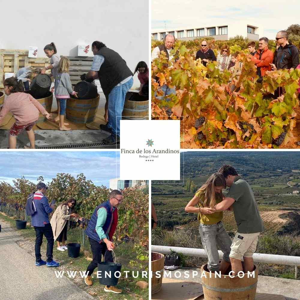 Weinlese in Finca de los Arandinos