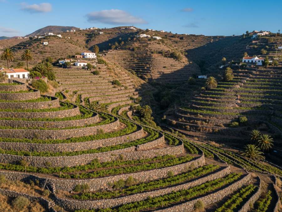 Wijnhuizen in D.O. Abona Tenerife