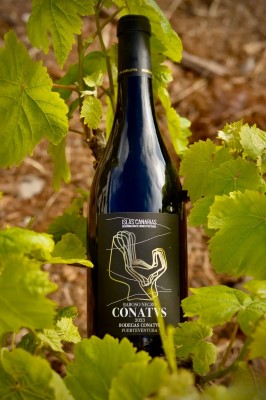 Baboso Negro Vino Fuerteventura