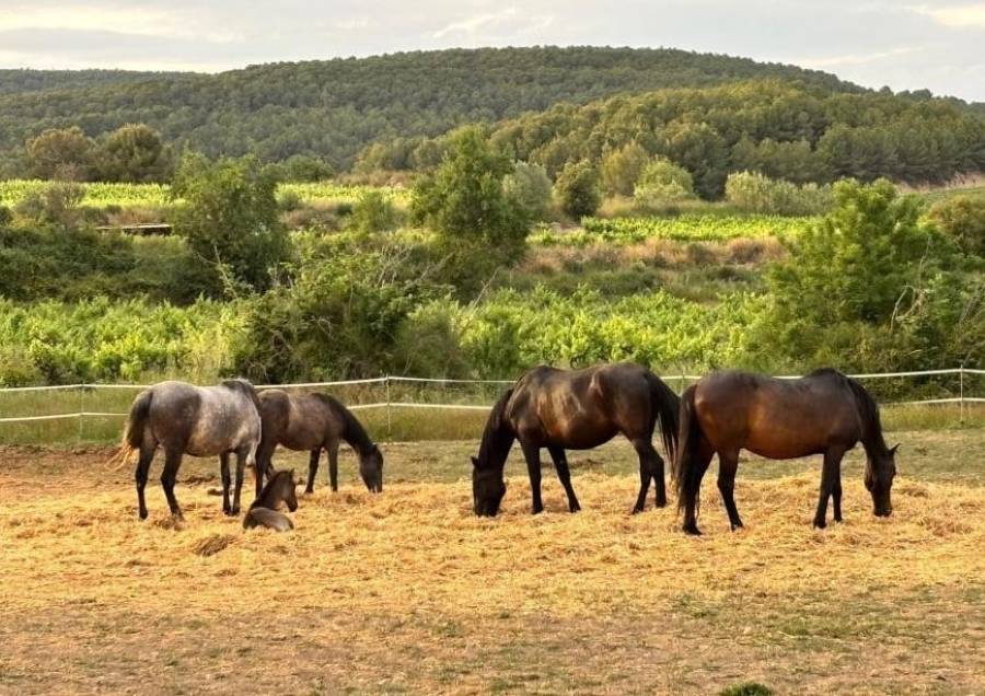 Experiencia equina Pend&eacute;s