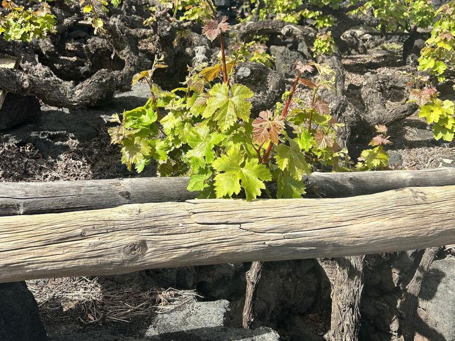 Chabocos viñedo El Grifo Lanzarote