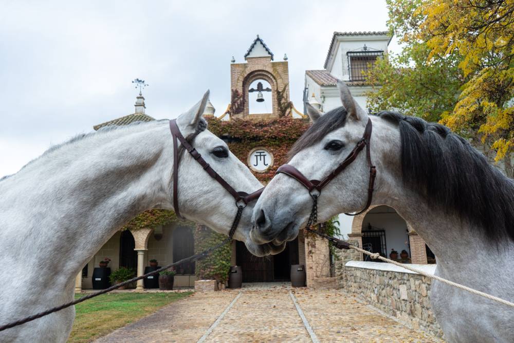 Exhibición Caballos Bodegas HABLA