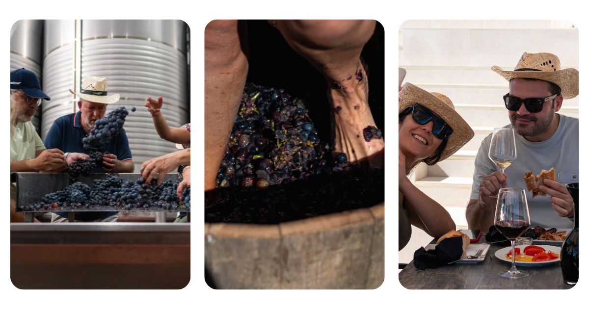 Experiencia vendimia Vaencia Bodegas Sierra Norte