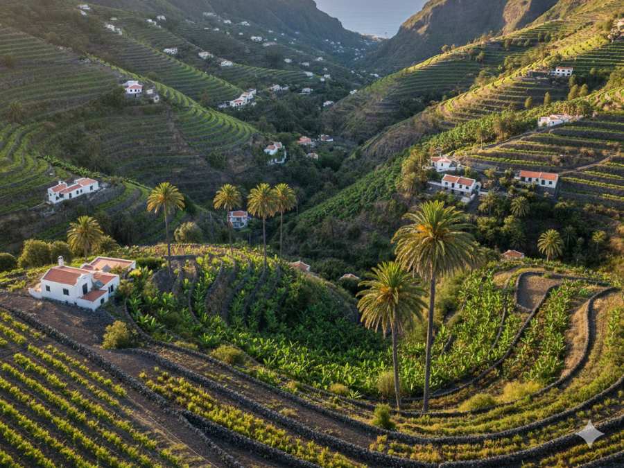 Wijnhuizen in D.O. La Gomera