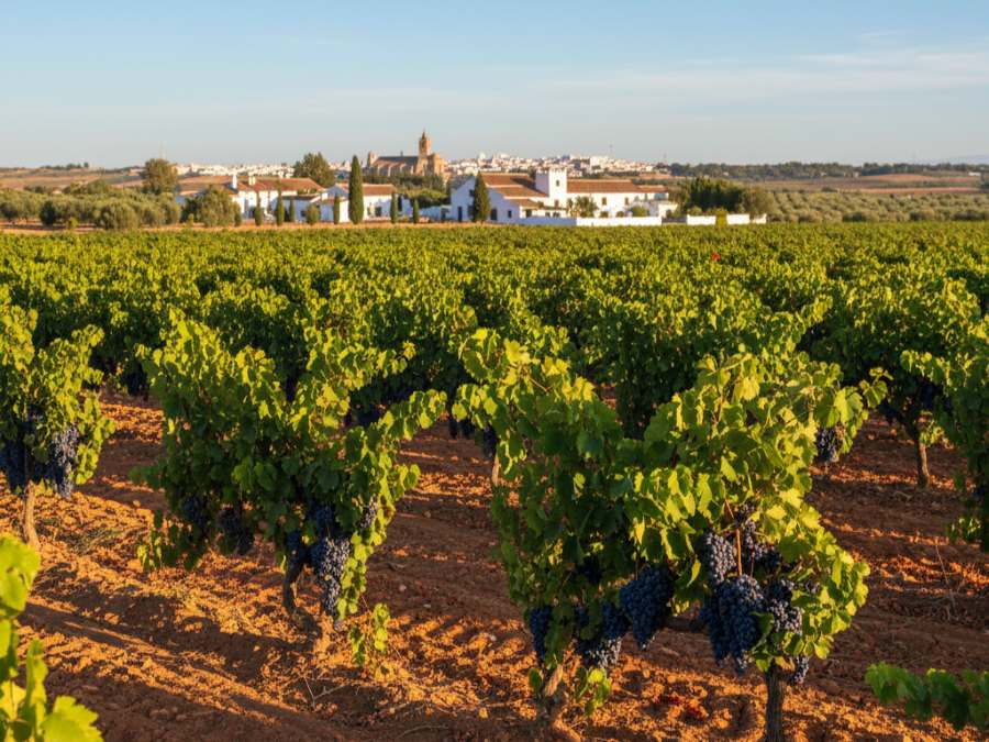 Wijnhuizen in D.O. Lebrija Sevilla