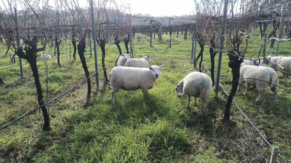 Bodegas Granbazán viñedos