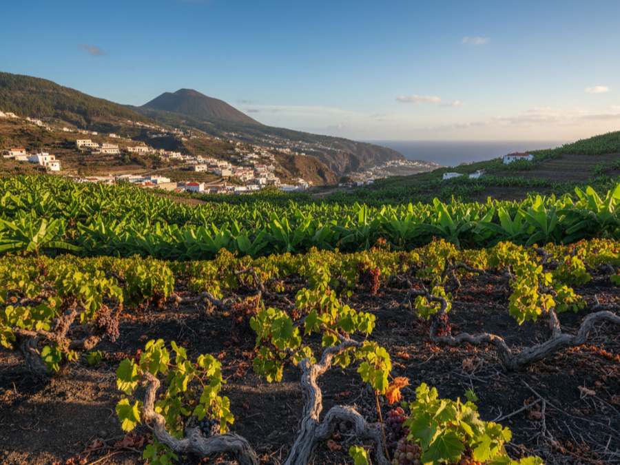 Wijnhuizen in D.O. La Palma