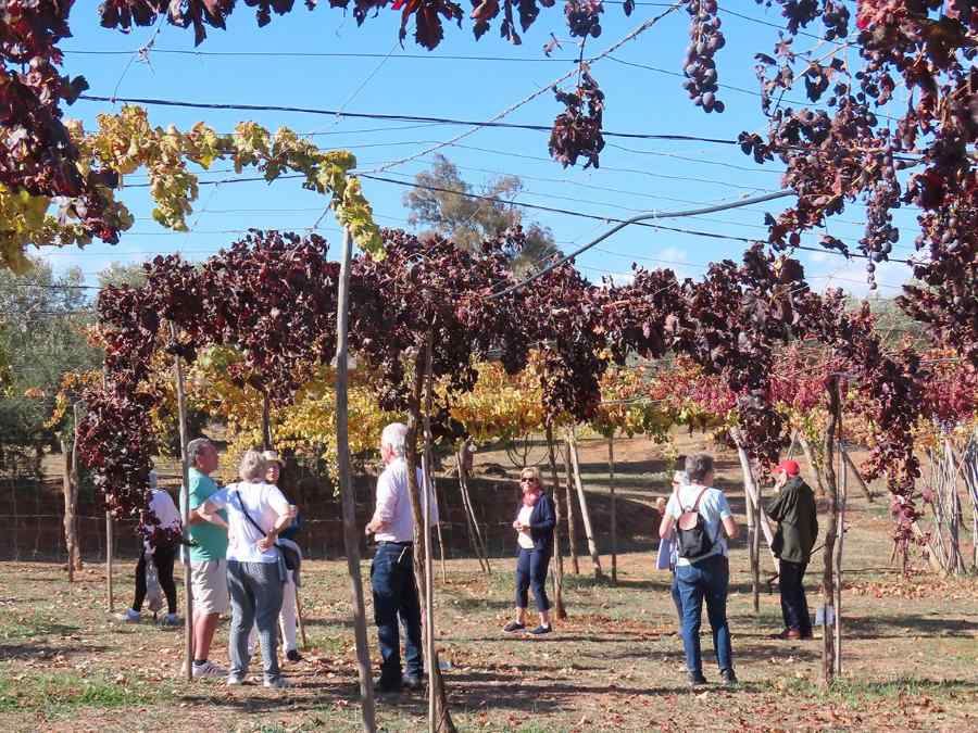 Parral en Cortijo El Cura