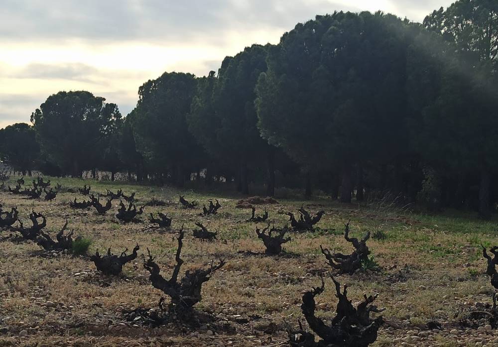 Visita Viñedo La Seca 