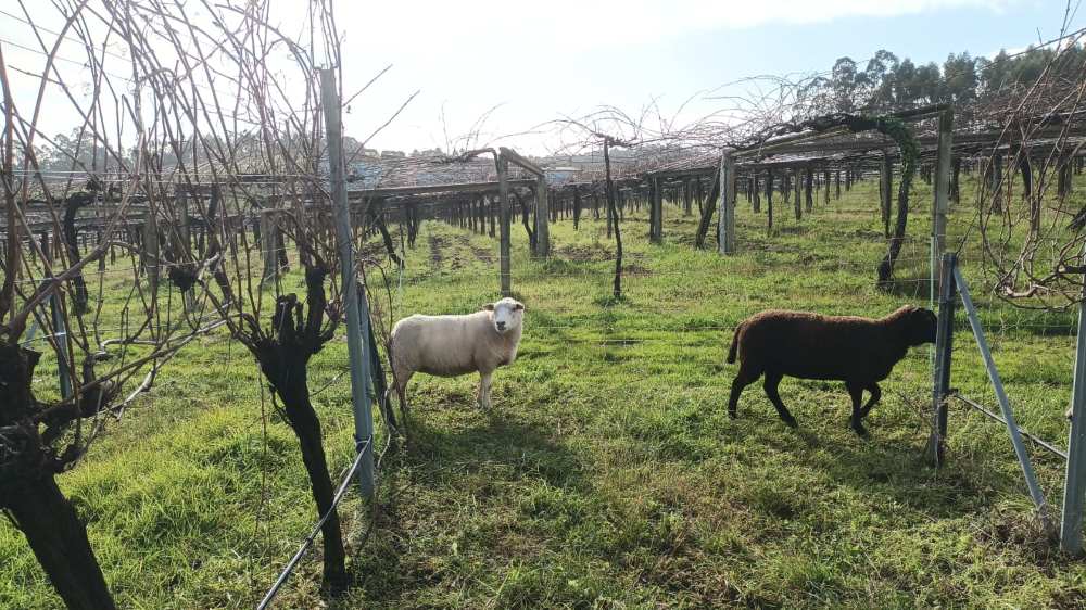Viñedo de Bodegas Granbazán