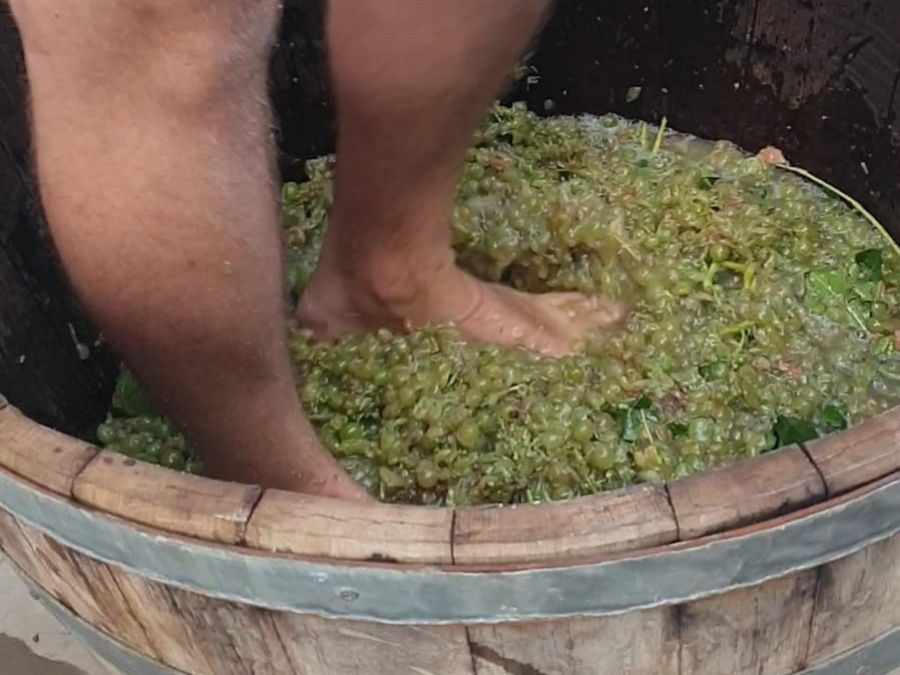 Pisado Uva Vendimia Virgen Viñas