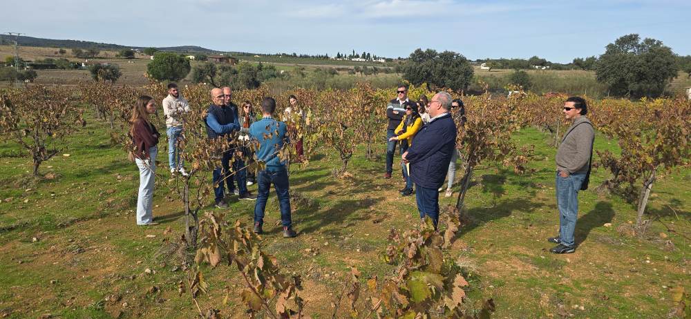 Viñedos Bodegas Regajo