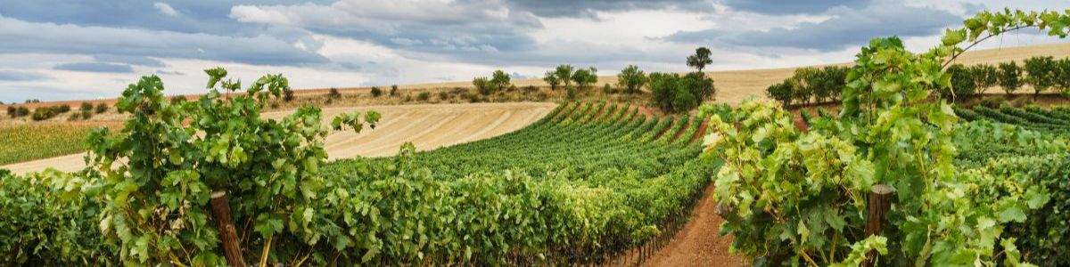 Sierra de Francia Wine Route