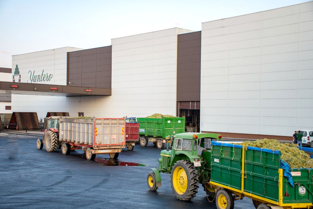 Vendimia Bodegas Yuntero 2025