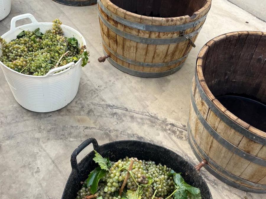 Experiencia Vendimia en Bodega