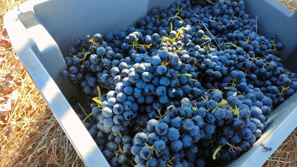 Vendimia en Bodega La Era
