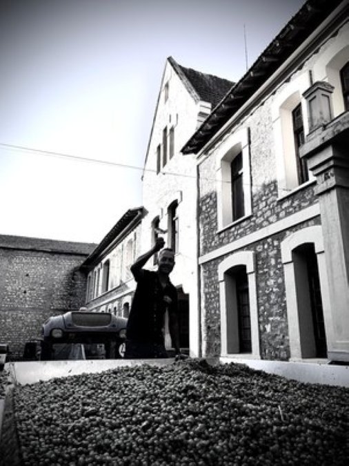 Recogida de uva de madrugada en Bodega Marqu&eacute;s de Montecierzo