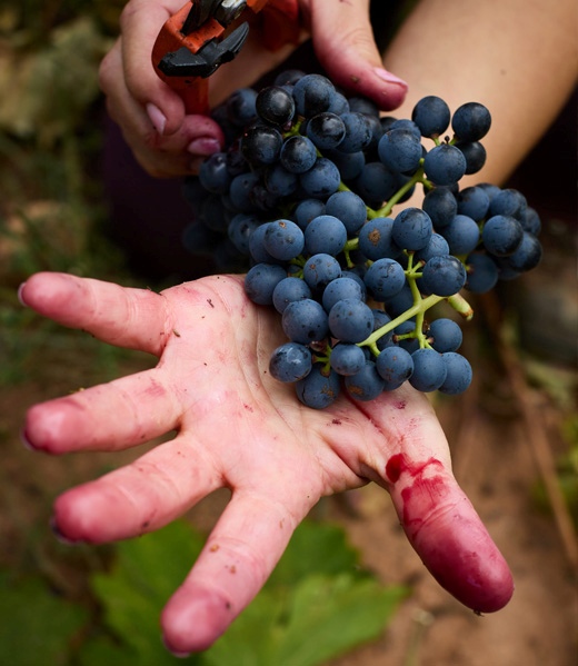 Vendimia Elena Corzana
